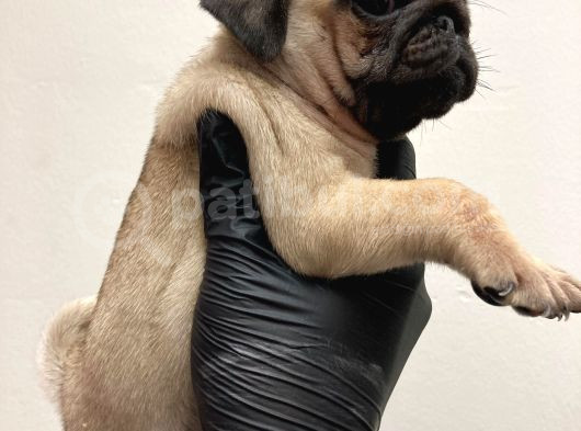 A Kali̇te Pug Mops Yavrular görsel