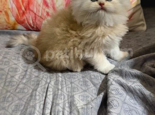 Kalitemiz Tesadüf Değildir görsel