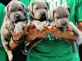 A Kalite Blue Cane Corso Bebekler