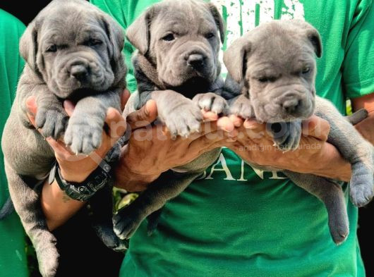 A Kalite Blue Cane Corso Bebekler görsel