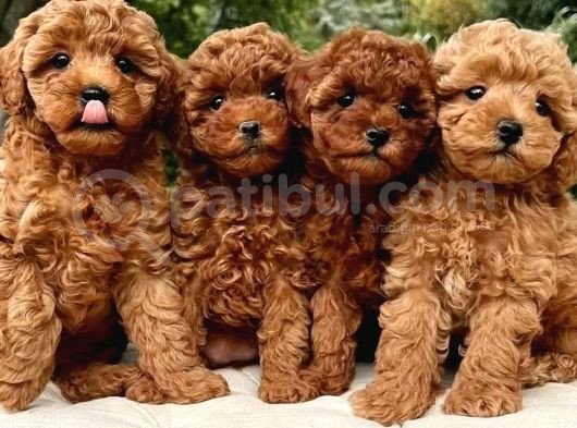 Her Renkten Toy Poodle Bebekler Uygun Garantili görsel