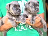 A kalite blue cane corso bebekler