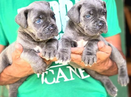 A Kalite Blue Cane Corso Bebekler