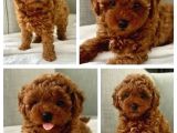 Her renkten toy poodle bebekler uygun garantili