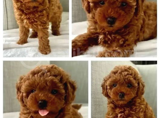 Her Renkten Toy Poodle Bebekler Uygun Garantili