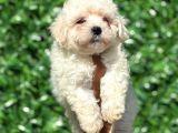 Muhteşem Malta Terrier Yavrularımız