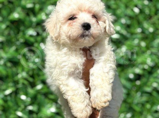 Muhteşem Malta Terrier Yavrularımız görsel