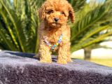 TEACUP 2 KG GARANTİSİ ALTINDA KIRMIZI RED TOOY POODLE