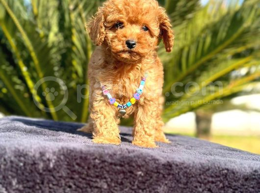 Teacup 2 Kg Garanti̇si̇ Altinda Kirmizi Red Tooy Poodle