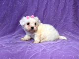 Maltesse Terrier Cinsi Mini Boy Puppy Kar Beyaz