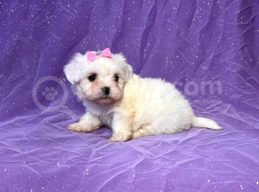 Maltesse Terrier Cinsi Mini Boy Puppy Kar Beyaz görsel