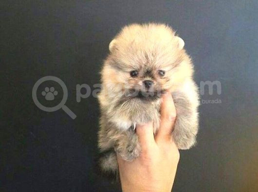 Ayı Suratlı Pomerri̇an Boo Yavrumuz görsel