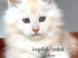 Türki̇yeni̇n Her Yeri̇ne Tesli̇m Renk Renk Şampi̇yon Yavrulari