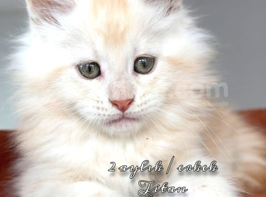 Türki̇yeni̇n Her Yeri̇ne Tesli̇m Renk Renk Şampi̇yon Yavrulari görsel