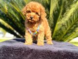 Tooy poodle cinsi kıpkırmızı Red mini Boy