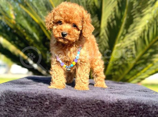 Tooy Poodle Cinsi Kıpkırmızı Red Mini Boy