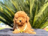 Teacup 2 Kg Garanti̇si̇ Altinda Kirmizi Red Tooy Poodle