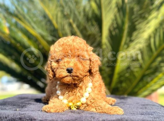 Teacup 2 Kg Garanti̇si̇ Altinda Kirmizi Red Tooy Poodle görsel