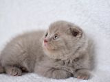 Duru Güzelliği Olan Gri Scottish Fold Yavrumuz