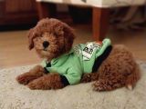 Red Braw Kıpkırmızı Ev Üretimi Tooy Poodle