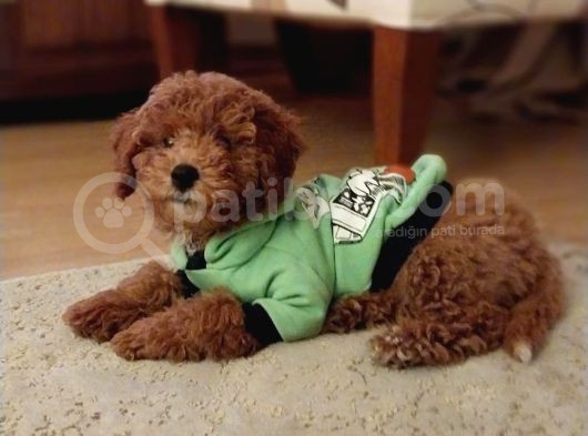 Red Braw Kıpkırmızı Ev Üretimi Tooy Poodle görsel
