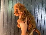 Toy Boy Dark Renk Anne Yanından Safkan Poodle Miniğim