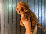 Toy Boy Dark Renk Anne Yanından Safkan Poodle Miniğim
