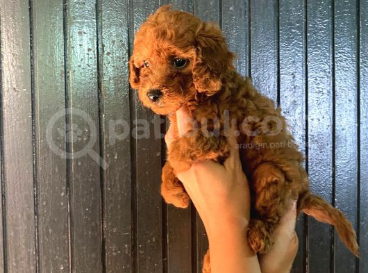 Toy Boy Dark Renk Anne Yanından Safkan Poodle Miniğim görsel