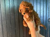 Toy boy dark renk anne yanından safkan poodle miniğim