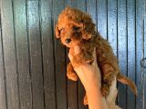 Toy Boy Dark Renk Anne Yanından Safkan Poodle Miniğim