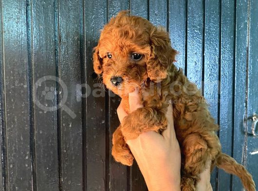 Toy Boy Dark Renk Anne Yanından Safkan Poodle Miniğim görsel