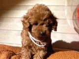Red toy poodle