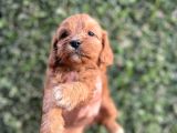 Cavapoo Yavrularım Sağlık Ve Irk Garantilidir
