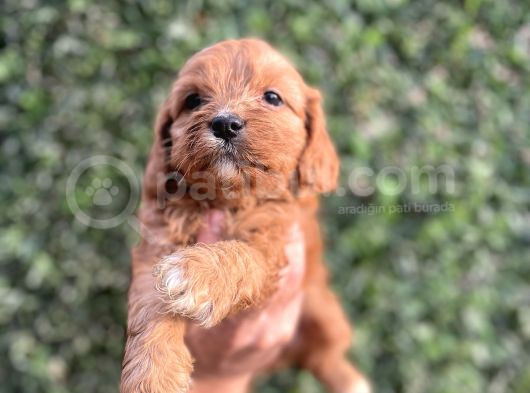 Cavapoo Yavrularım Sağlık Ve Irk Garantilidir görsel