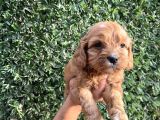 Cavapoo Yavrularım Sağlık Ve Irk Garantilidir