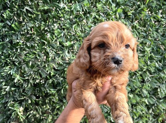 Cavapoo Yavrularım Sağlık Ve Irk Garantilidir görsel