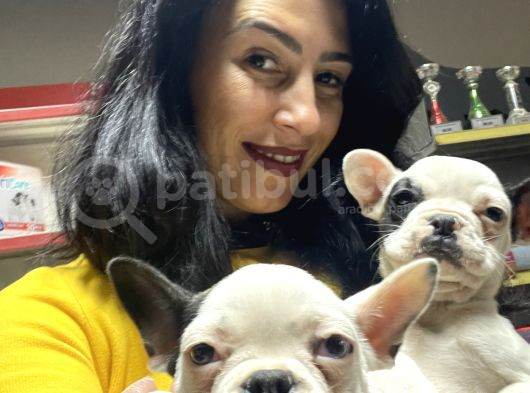 French Buldog Yavrularım Sağlık Ve Irk Garantilid görsel