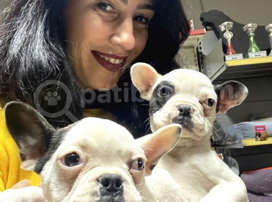 French Buldog Yavrularım Sağlık Ve Irk Garantilid görsel