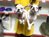 French buldog yavrularım sağlık ve ırk garantilid