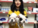 French Buldog Yavrularım Sağlık Ve Irk Garantilid