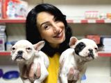 French Buldog Yavrularım Sağlık Ve Irk Garantilid