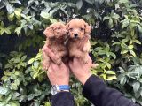 Cavapoo yavrularım Sağlık ve ırk garantilidir