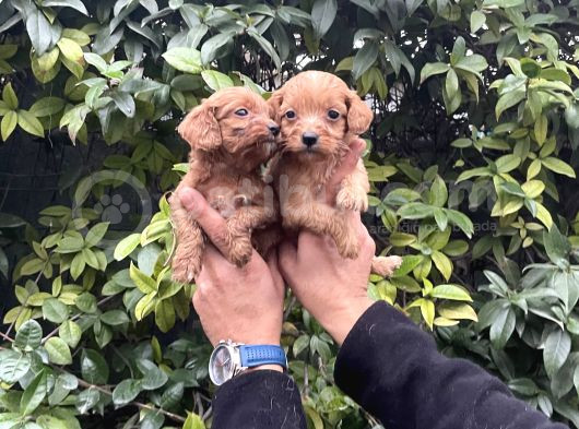 Cavapoo Yavrularım Sağlık Ve Irk Garantilidir