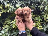 Cavapoo Yavrularım Sağlık Ve Irk Garantilidir