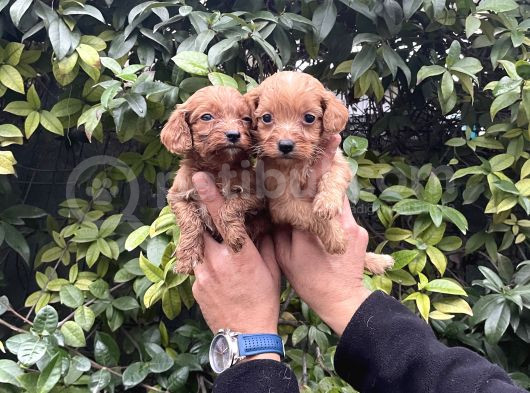 Cavapoo Yavrularım Sağlık Ve Irk Garantilidir görsel