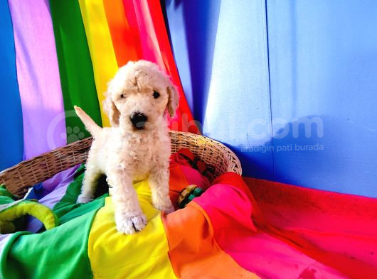 Cok Uygun Rakamlara Standartdev Poodle Yavrular İstanbuld