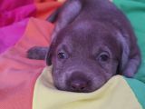 Annesi̇ni̇n Tek Ve Orji̇nal Labrador Yavrusu