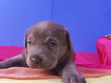 ANNESİNİN TEK VE ORJİNAL LABRADOR YAVRUSU