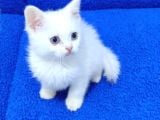 Tesli̇me Hazir Mükemmel Bi̇r Beyaz Mavi̇ş