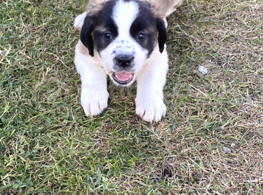 Safkan St Bernard Yavrular görsel